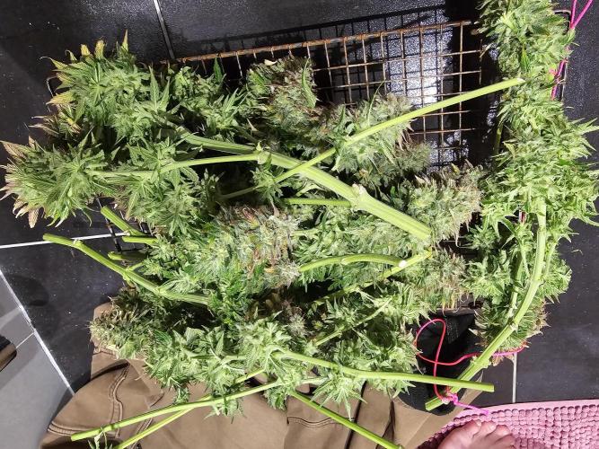 Dos is dos & Moby Dick. Week 17