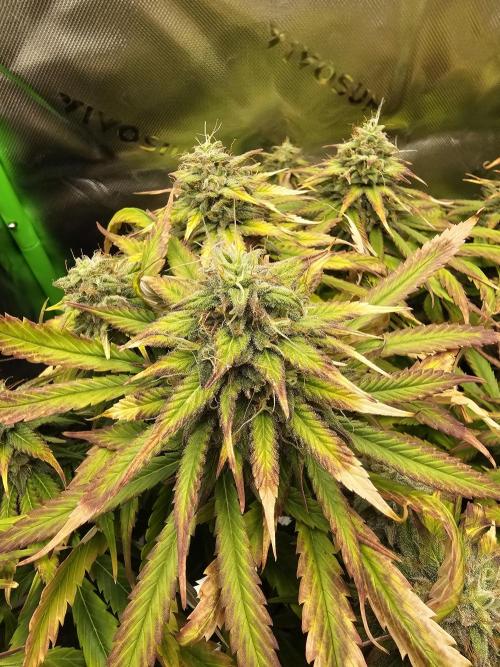 Dos is dos & Moby Dick. Week 17