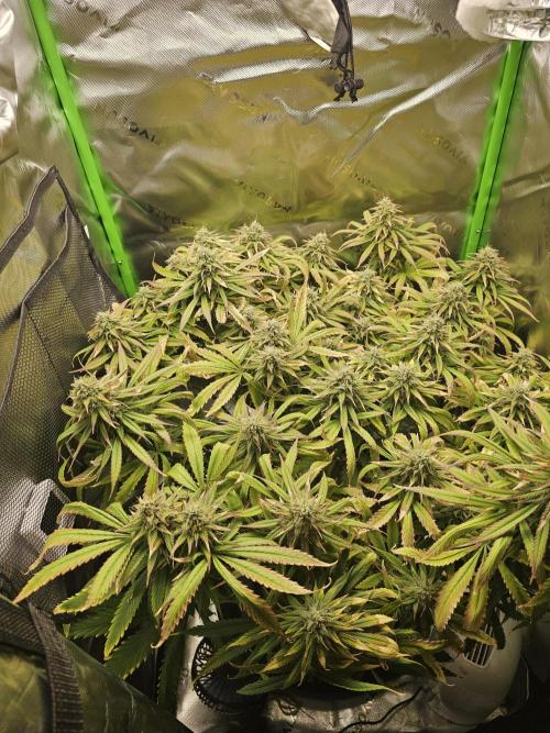 Dos is dos & Moby Dick. Week 17