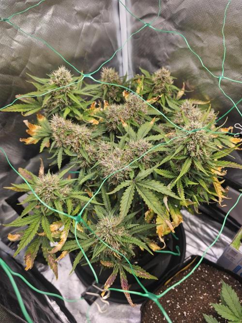 Purple lemonade. Week 11