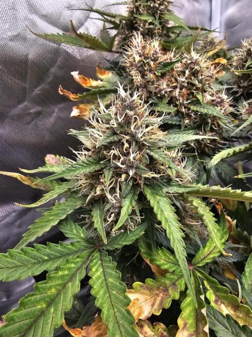 Purple lemonade. Week 11