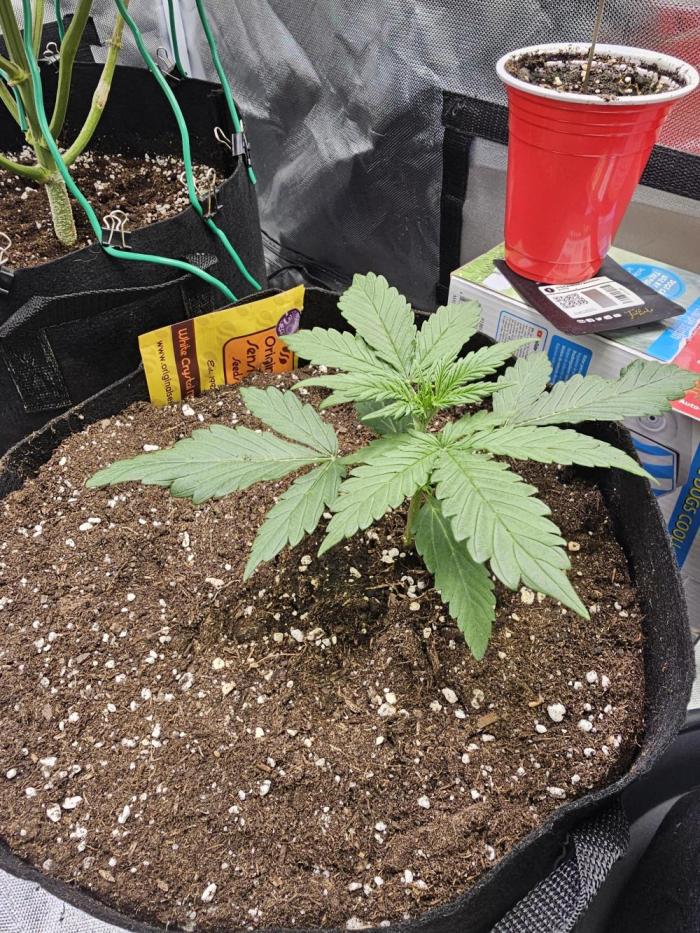 White crystal meth. Week 4