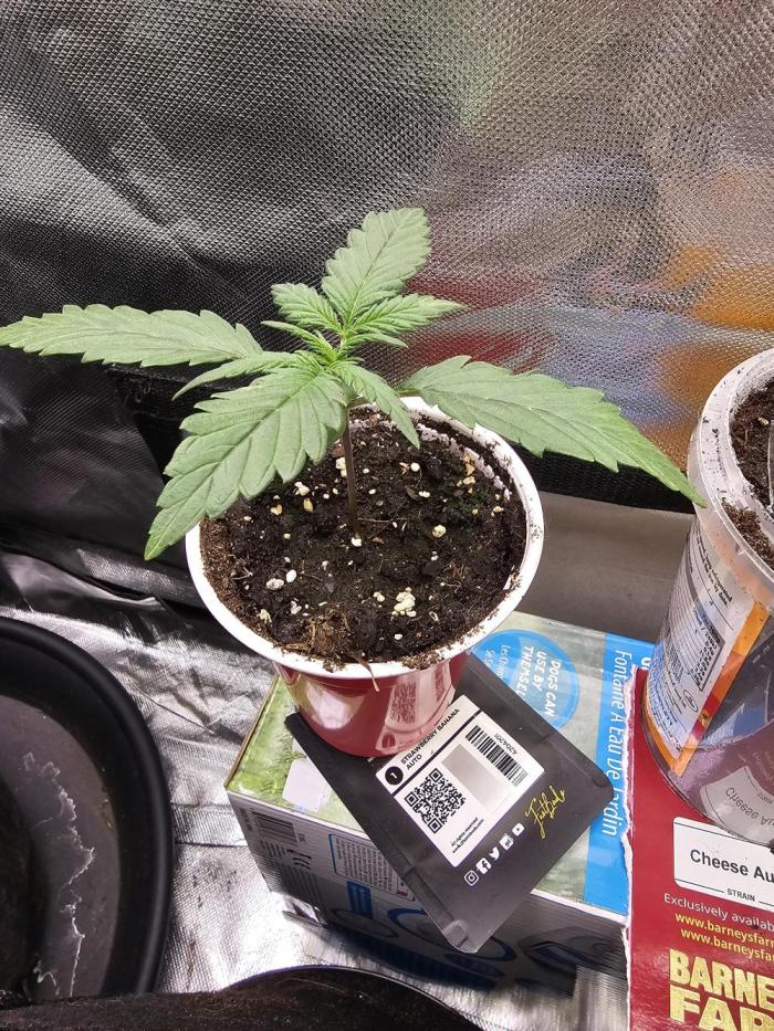 Strawberry banana auto. Week 3