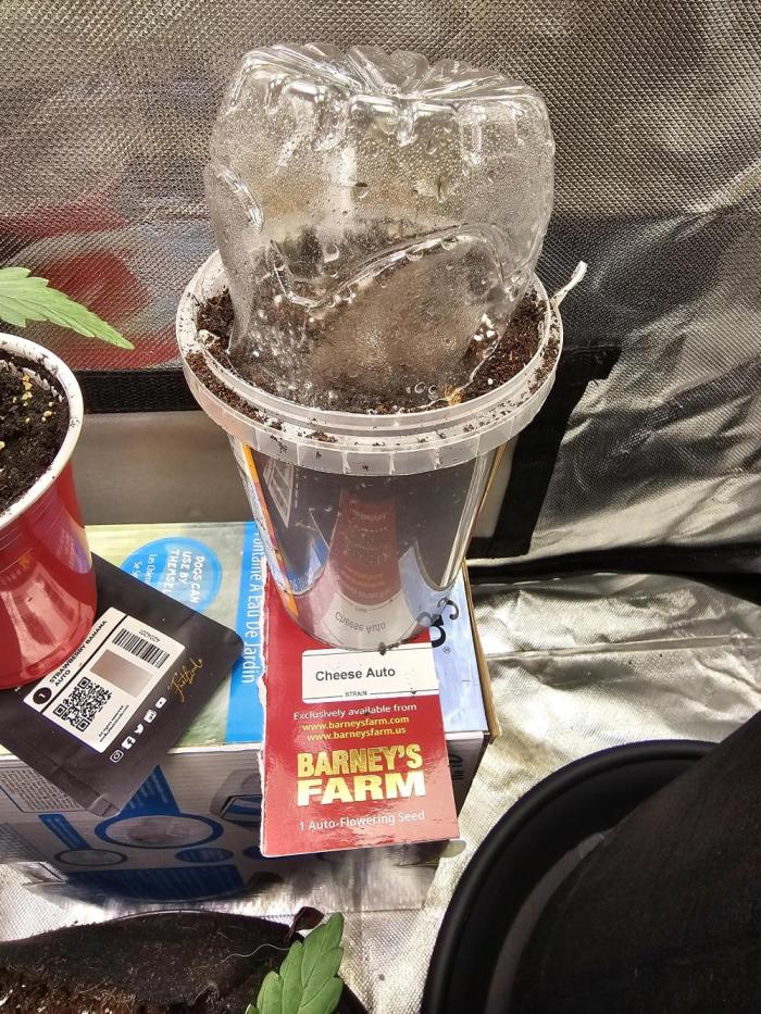 Cheese Auto 🧀. Week 0