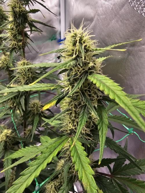 Original blueberry. Week 8