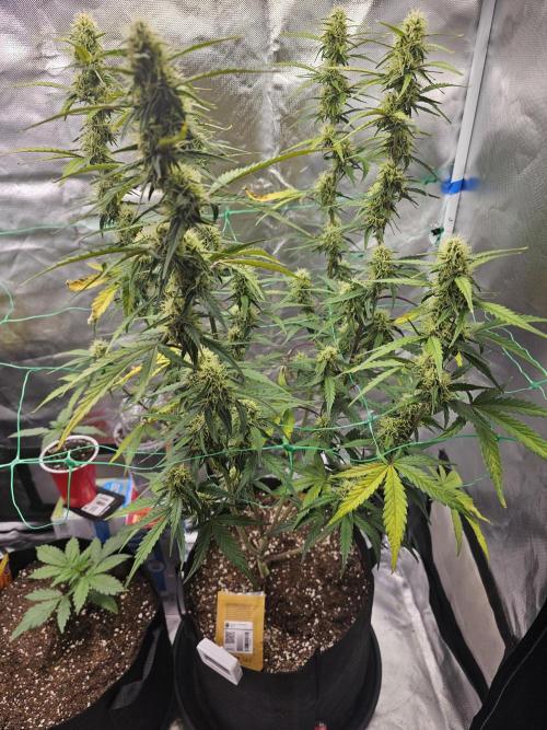 Original blueberry. Week 8