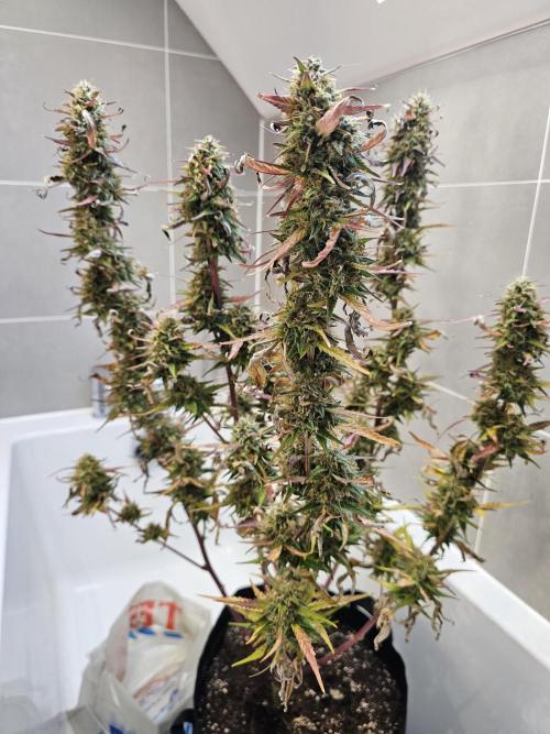 Original blueberry. Week 10