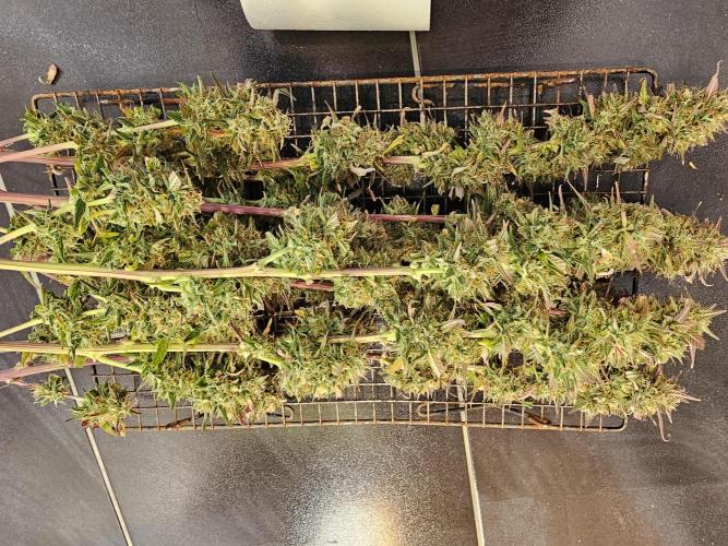 Original blueberry. Week 10