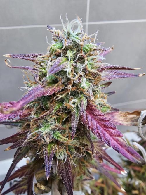 Original blueberry. Week 10