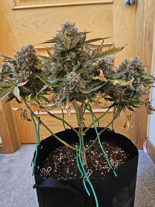 Purple lemonade. Week 13