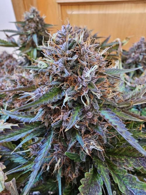 Purple lemonade. Week 13