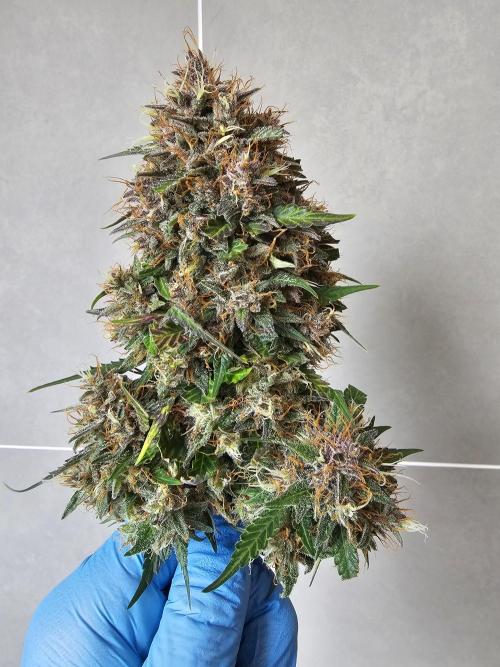 Purple lemonade. Week 13