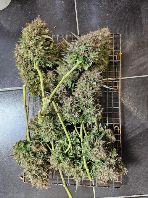 Purple lemonade. Week 13
