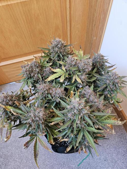 Purple lemonade. Week 13