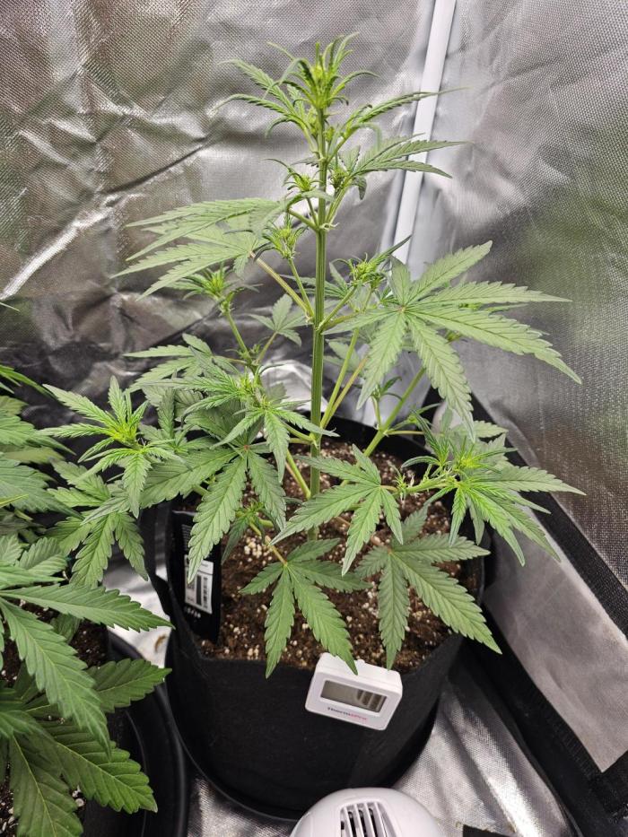 Strawberry banana auto. Week 5