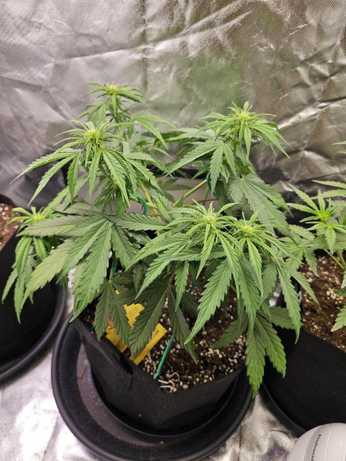 White crystal meth. Week 5