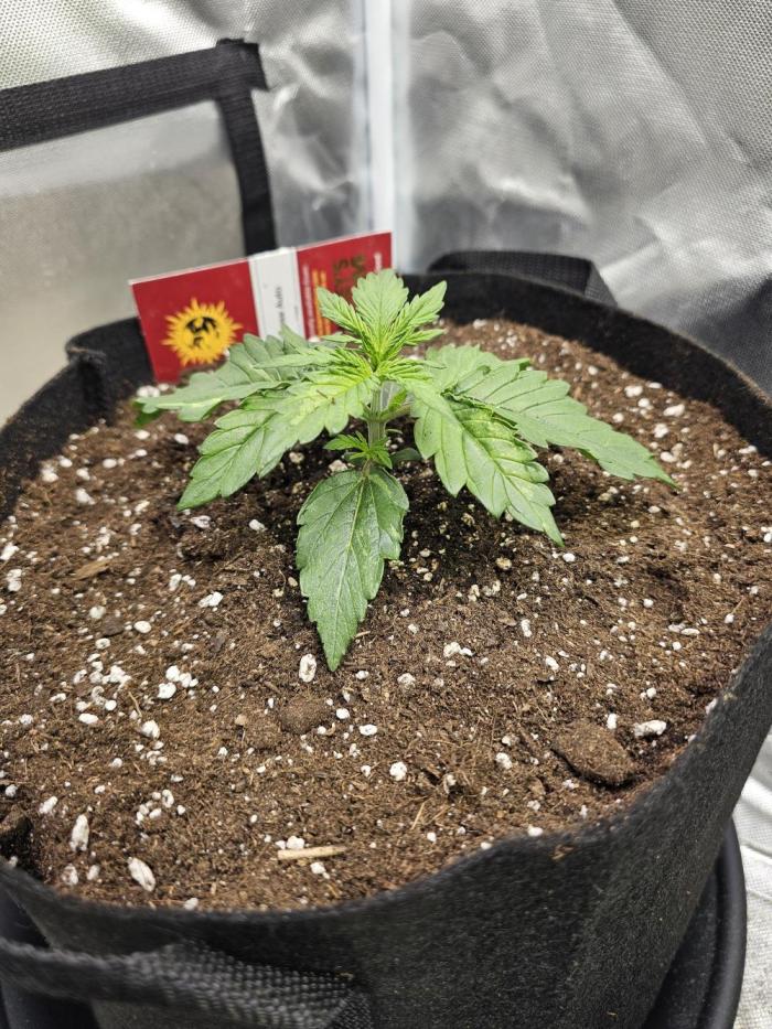Cheese Auto 🧀. Week 2