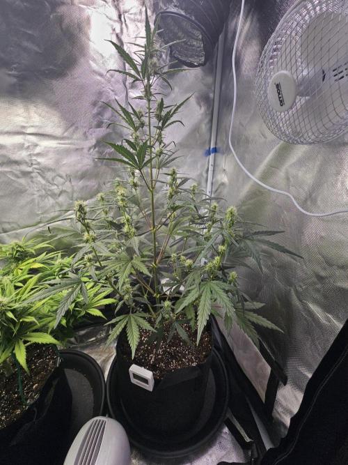 Strawberry banana auto. Week 6