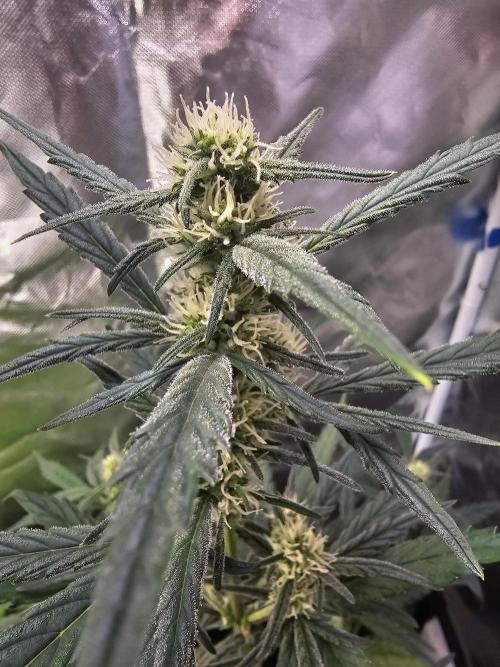Strawberry banana auto. Week 6