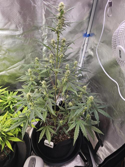 Strawberry banana auto. Week 6