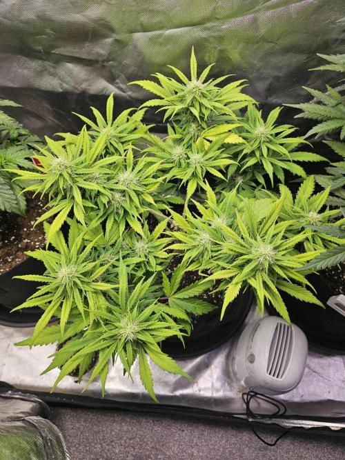 White crystal meth. Week 6