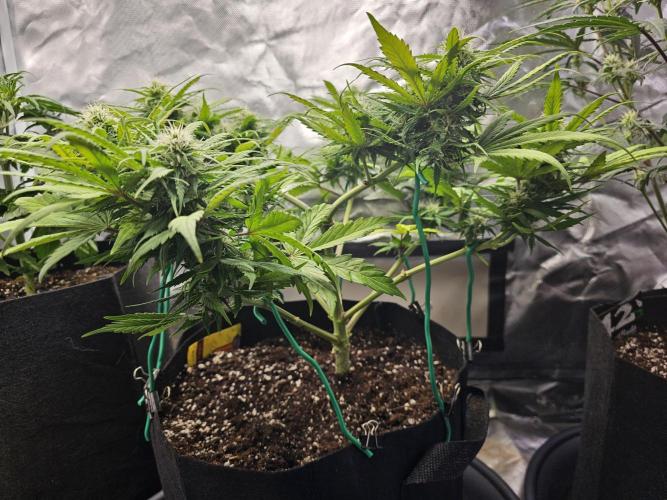 White crystal meth. Week 6