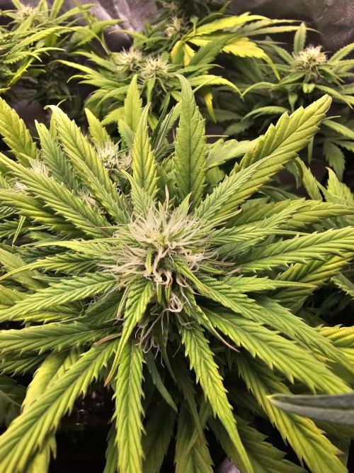 White crystal meth. Week 6