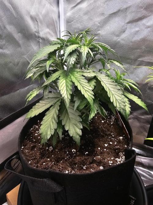 Cheese Auto 🧀. Week 3