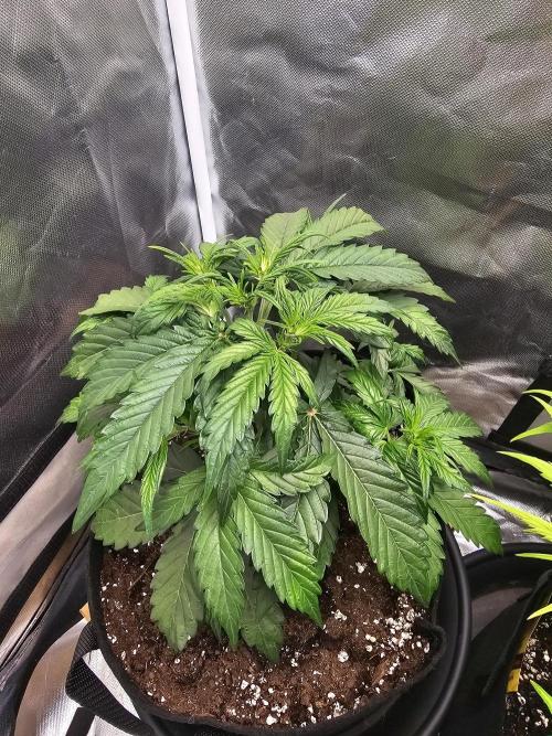 Cheese Auto 🧀. Week 3