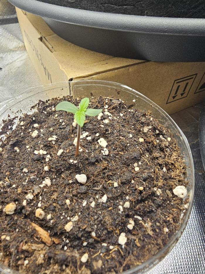 Amnesia Gold. Week 0