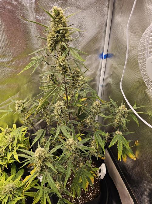 Strawberry banana auto. Week 8