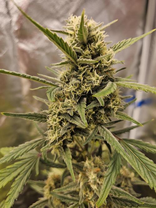 Strawberry banana auto. Week 8