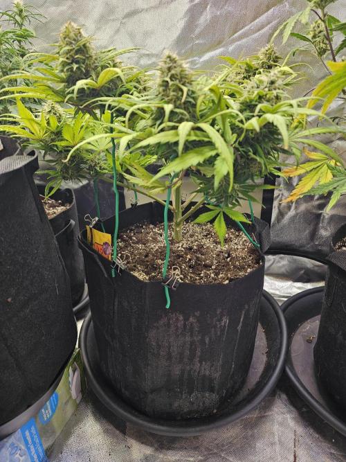 White crystal meth. Week 8