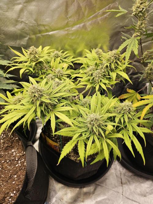 White crystal meth. Week 8