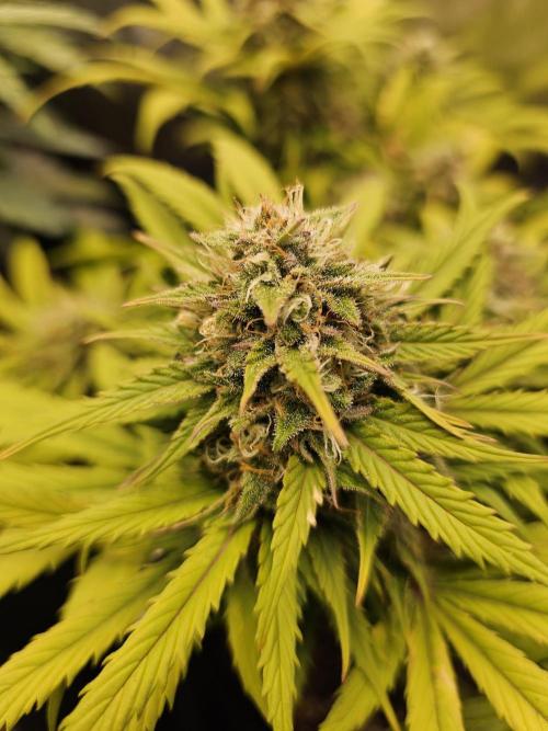 White crystal meth. Week 8