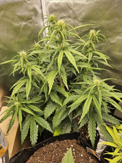 Cheese Auto 🧀. Week 5