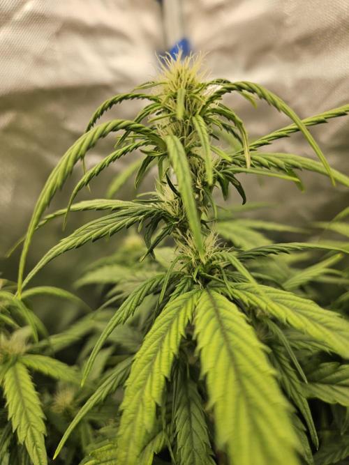 Cheese Auto. Week 5