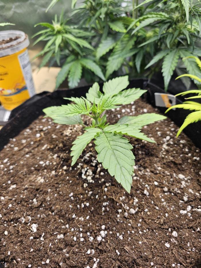 Amnesia Gold. Week 2