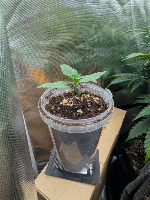 Strawberry Gorilla. Week 1