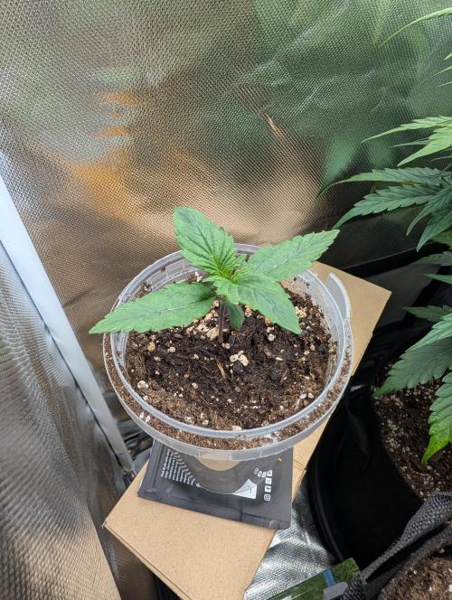 Strawberry Gorilla. Week 1