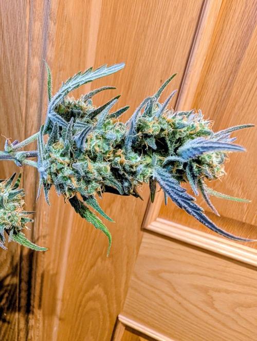 Strawberry banana auto. Week 9