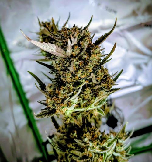Strawberry Banana Auto. Week 9