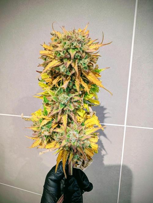 White crystal meth. Week 9