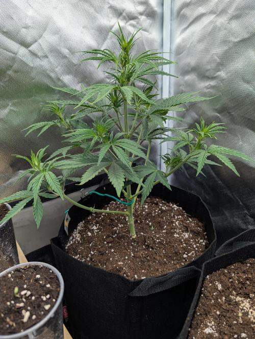 Amnesia Gold. Week 4