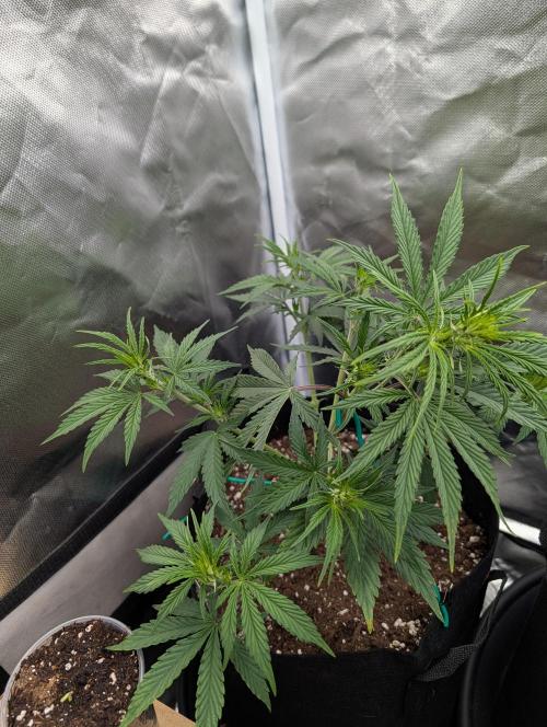 Amnesia Gold. Week 4