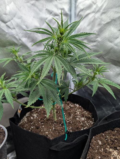 Amnesia Gold. Week 4
