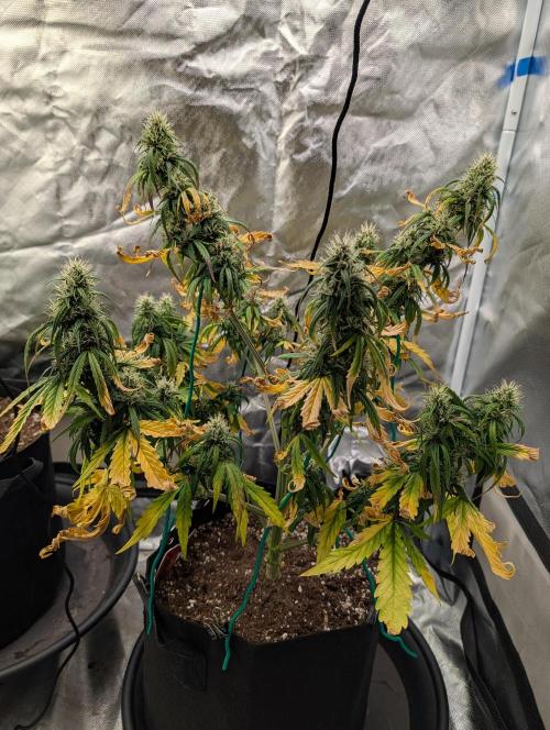Cheese Auto 🧀. Week 7