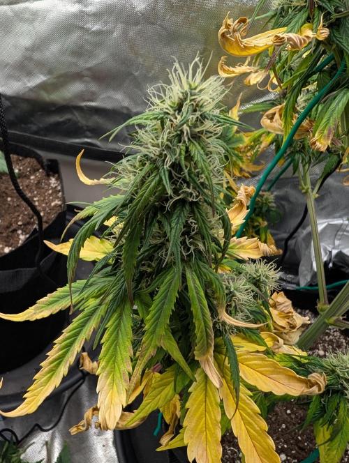 Cheese Auto 🧀. Week 7