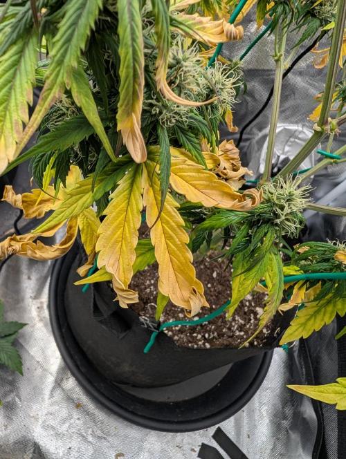 Cheese Auto. Week 7