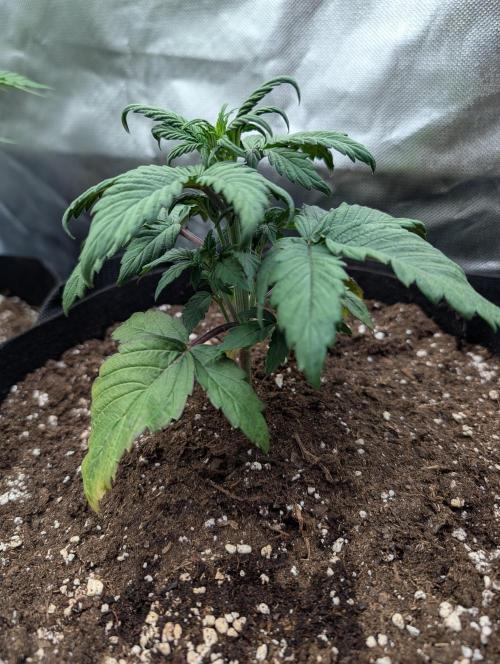 Strawberry Gorilla. Week 3